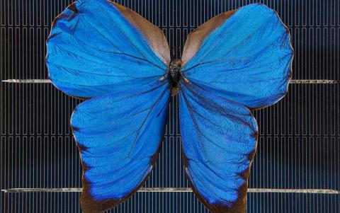 ANU team relies on butterfly to enhance perovskite PV image