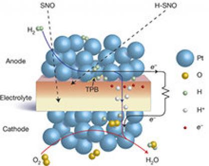 Schematic of the perovskite samarium nickelate (SNO)-electrolyte solid-oxide fuel cell.