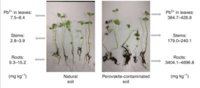 Comparison of mint plants grown on control and PSC soils image