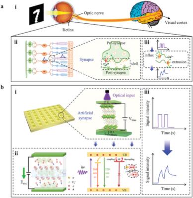 Perovskite synapses bring neuromorphic computing to image sensors image